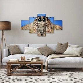 Obraz szczegółu pająka (125x70 cm)