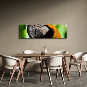 Obraz papugi (170x50 cm)
