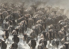 Obraz - Stado antylop gnu (70x50 cm)
