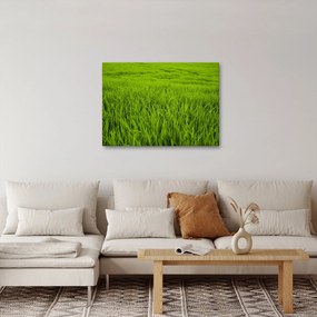 Obraz trawy (70x50 cm)
