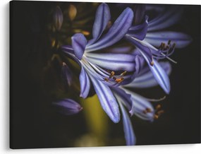 Obraz - Lilia (70x50 cm)