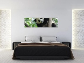 Obraz - Panda na drzewie (170x50 cm)