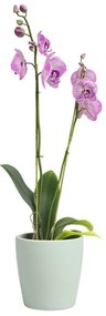 Ceramiczna doniczka ø 14 cm Thalia – Artevasi