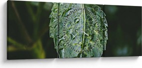 Obraz - krople na liściu (z zegarem) (90x30 cm)