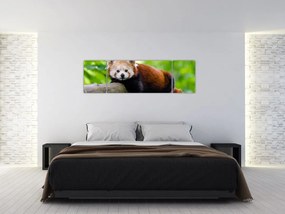Obraz pandy czerwonej (170x50 cm)