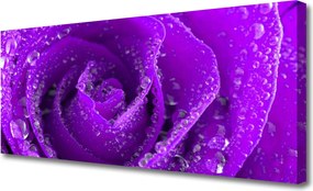 Obraz na płótnie Aksamitna Róża w Rozkwicie