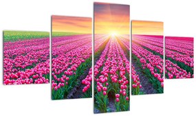 Obraz pole tulipanów ze słońcem (125x70 cm)