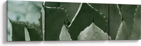 Obraz - Zielona agawa (170x50 cm)