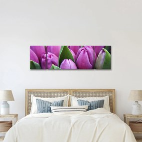 Obraz - kwiaty tulipanów (170x50 cm)