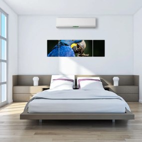 Obraz papugi (170x50 cm)
