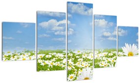 Obraz kwitnącej łąki ze stokrotkami (125x70 cm)