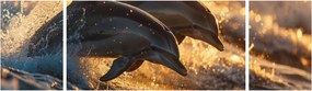 Obraz - Delfiny (170x50 cm)