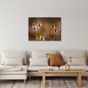 Obraz - Trawa (70x50 cm)