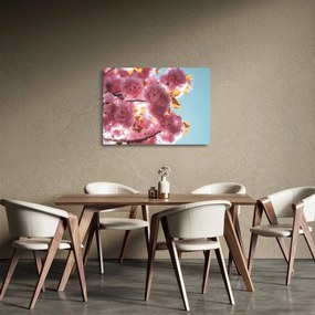 Obraz na szkle - Kwiat wiśni (70x50 cm)