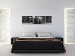 Obraz - Szkocka krowa (170x50 cm)
