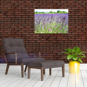 Obraz pola z lawendą (70x50 cm)