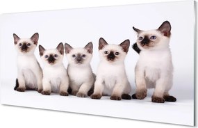 Panel szklany do Kuchni Grupa Uroczych Kociąt
