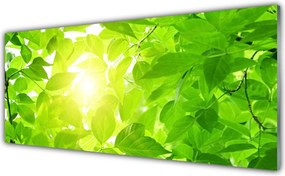 Szkło do Kuchni na Ścianę Słońce W Koronach Drzew