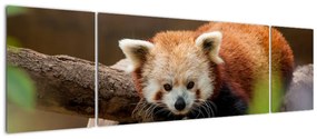 Obraz czerwonej pandy (170x50 cm)