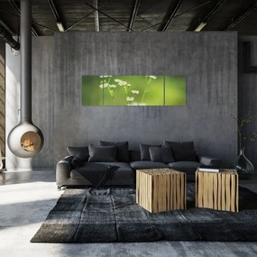 Obraz stokrotek (170x50 cm)