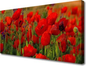 Fotoobraz na płótnie Maki w Letnim Słońcu