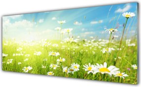 Panel Kuchenny Polana Pełna Stokrotek