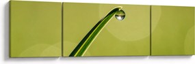 Obraz kropli wody na trawie (170x50 cm)