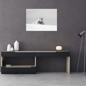 Obraz - Niedźwiedź polarny, czarno - biały (70x50 cm)