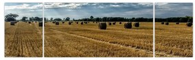 Obraz zebranego pola zboża (170x50 cm)