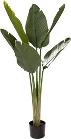 Strelicja w doniczce 130 cm