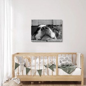 Obraz na szkle psa (70x50 cm)