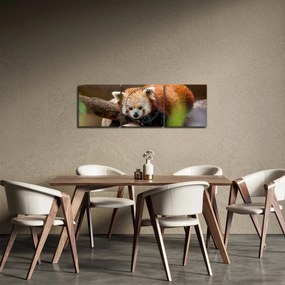 Obraz czerwonej pandy (z zegarem) (90x30 cm)