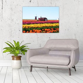 Obraz farmy tulipanów (70x50 cm)