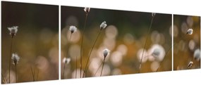 Obraz - Łąka z trawą bawełnianą N⁰2 (170x50 cm)