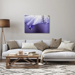 Obraz na szkle - Płatek z kroplami (70x50 cm)