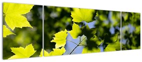 Obraz - liście klonu (170x50 cm)