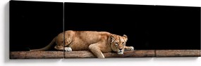 Obraz - Lwica (170x50 cm)