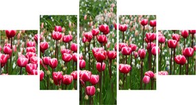 Obraz tulipanów (125x70 cm)