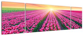 Obraz pole tulipanów ze słońcem (170x50 cm)