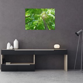 Obraz - Las (70x50 cm)