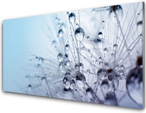 Panel Szklany do Kuchni Puszysta Kula Mniszka