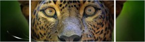 Obraz - Portret lamparta, Sri Lanka (170x50 cm)