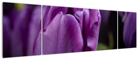 Obraz kwiatów tulipanów (170x50 cm)
