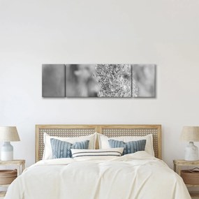 Obraz - Trawa pampasowa Boho (170x50 cm)