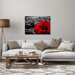Obraz - Róże (70x50 cm)
