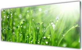 Panel Szklany Krople Rosy na Trawie