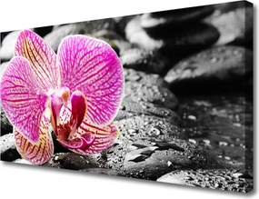 Obraz na płótnie Orchidea na Kamieniach Rzecznych