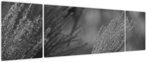 Obraz - Suszona trawa pampasowa (170x50 cm)