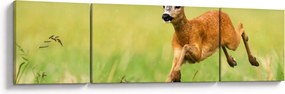 Obraz - Sarna (170x50 cm)