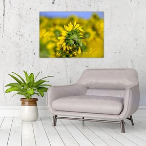 Obraz na szkle słonecznika (70x50 cm)